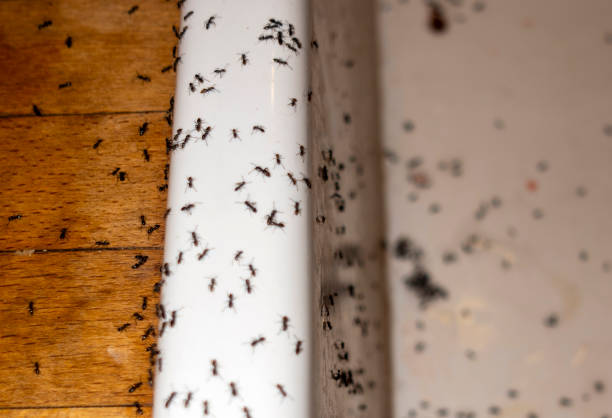 Best Pest Control Near Me  in Rice Lake, WI